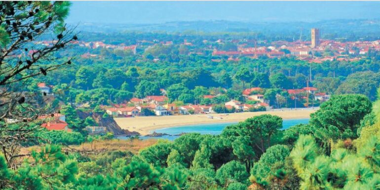 photo plage et pinède